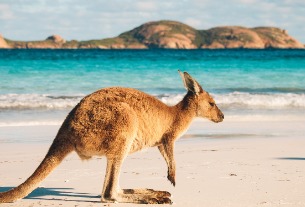 Absence of Chinese tourists will cost Australia $1.4 billion