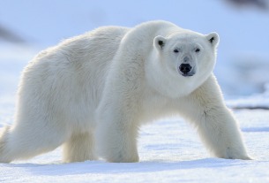 Chinese "polar bear hotel" opens to full bookings and criticism