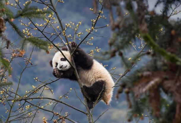 South Korean tours to China surge over seven-fold in May after giant panda returns home