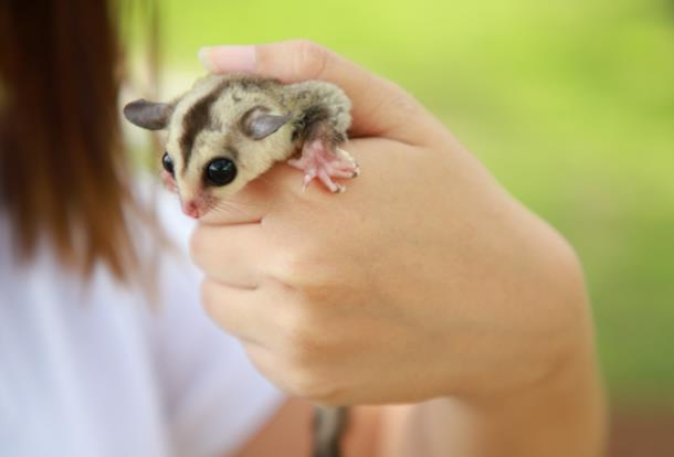 Pet possum causes chaos and flight delay after escaping from owner