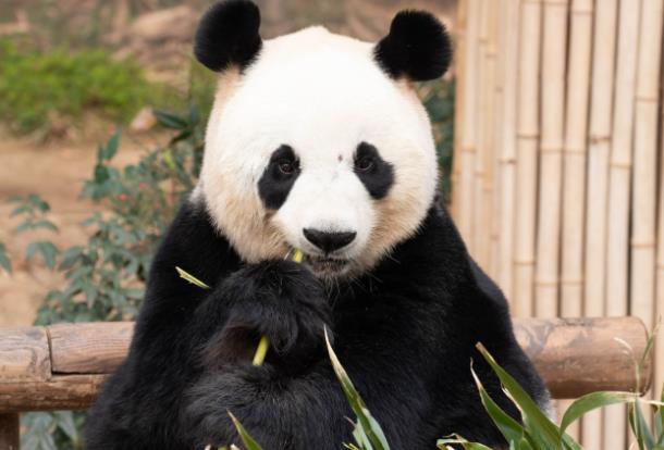 New pair of pandas from Sichuan to boost Hong Kong tourism