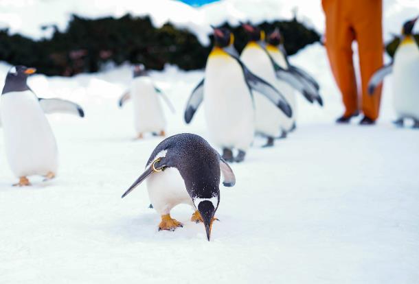  China's first polar cruise brand 66° Expeditions launched